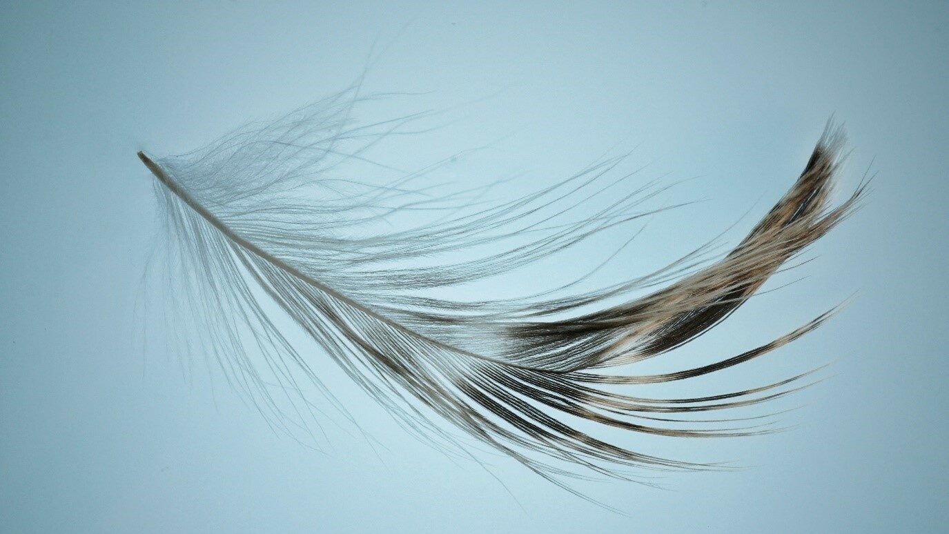 discretion and confidentiality - symbolised by delicate feather